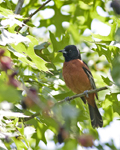 Orchard Oriole 8104